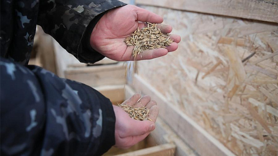 Россия приостановила экспорт зерна за пределы ЕАЭС до 1 июля
